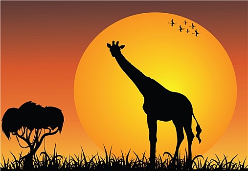 长颈鹿,非洲,热带草原,日出