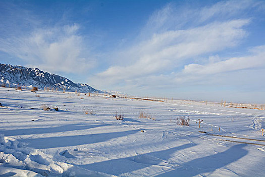 雪地树影