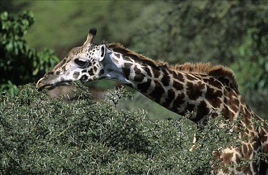 肖像,长颈鹿,国家公园,坦桑尼亚
