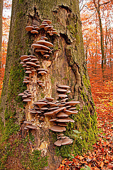 蚝蘑,平菇,山毛榉树,树干,黑森州,德国,欧洲