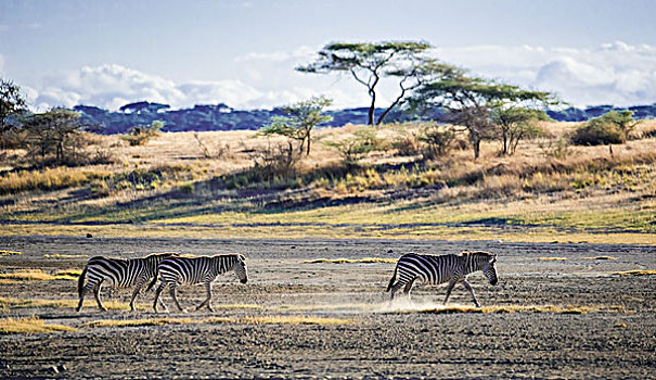 斑马,走,尘土,塞伦盖蒂,坦桑尼亚