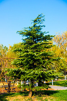 公园里的松树