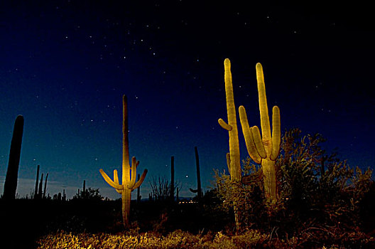 树形仙人掌,仙人掌,荒芜,夜晚,萨瓜罗国家公园,索诺拉沙漠,亚利桑那,美国