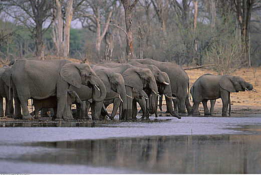 大象,水潭