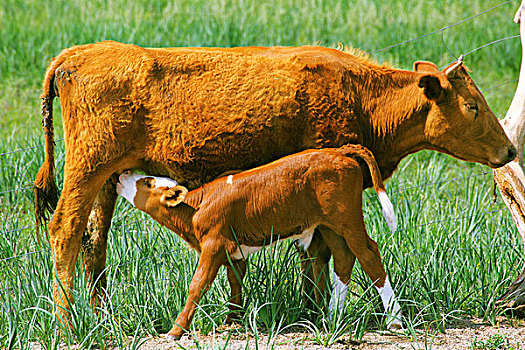 草原上生活的牛