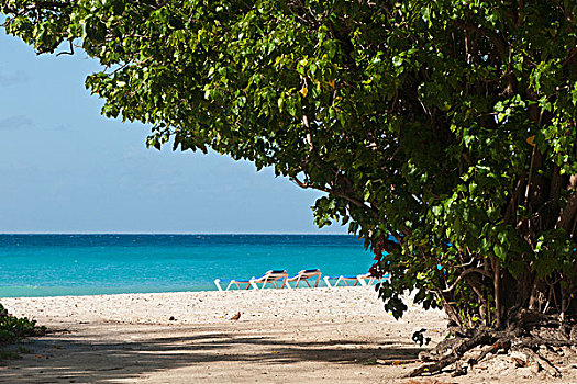 海滩,巴巴多斯,加勒比