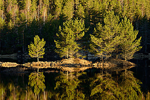 树,反射,平静,湖,罗加兰郡,挪威