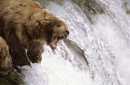 大灰熊,抓住,三文鱼,棕熊,布鲁克斯河,卡特麦国家公园,阿拉斯加,美国