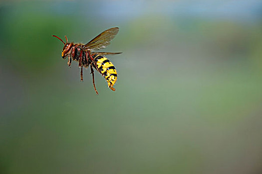 大黄蜂,欧洲大黄蜂,飞行