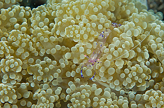 虾,软珊瑚,巴布亚新几内亚