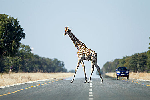 非洲,博茨瓦纳,长颈鹿,走,国家,公路
