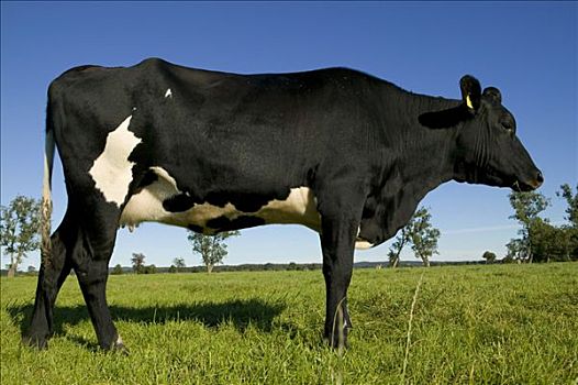 奶牛,草地,乌瑟多姆岛,德国