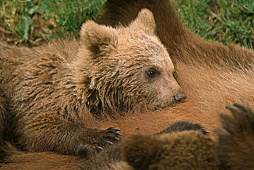 棕熊,幼兽,吸吮