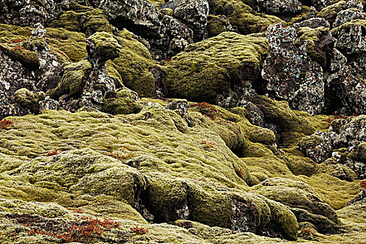 苔藓密布,火山岩,地点,蓝色泻湖,雷克雅奈斯,冰岛,欧洲