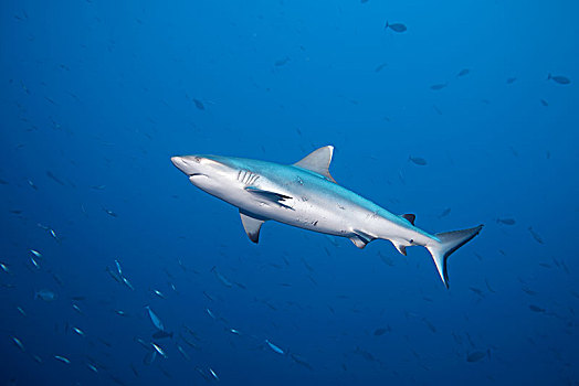 灰礁鲨,黑尾真鲨,雌性,几个,受伤,印度洋,马尔代夫,亚洲