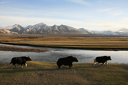 西藏青藏铁路当雄段的铁路穿越草原区