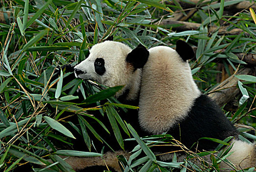 两个,巨大,熊猫,研究,饲养,中心,舒适,吃,竹子,叶子,成都,四川,亚洲