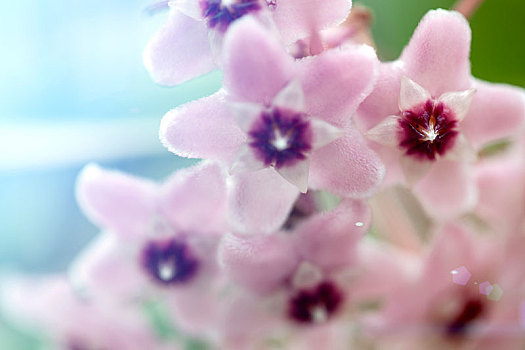 花朵局部特写