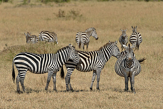 白氏斑马,马,斑马,塞伦盖蒂,裂谷省,肯尼亚,非洲