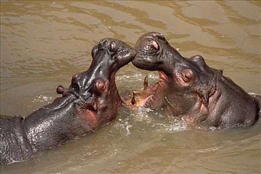 河马,一对,争斗,水中,脆弱,马赛马拉国家保护区,肯尼亚