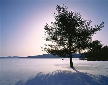 树,阿尔冈金省立公园,安大略省,加拿大