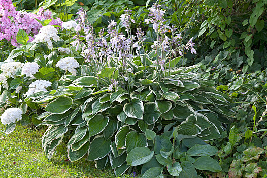 玉簪属植物,八仙花属