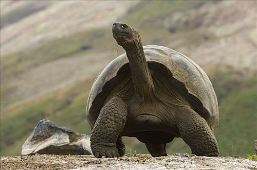 阿尔斯多火山海岛陆龟,加拉巴哥象龟,甲壳,死,龟,阿尔斯多火山,地面,伊莎贝拉岛,加拉帕戈斯群岛,厄瓜多尔