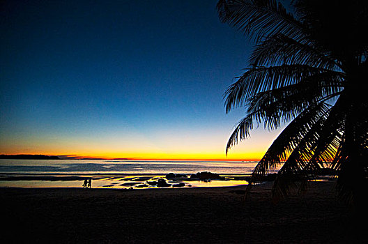 日落,棕榈树,海滩