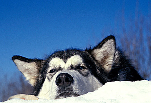 阿拉斯加雪橇犬,狗,成人,头像,卧