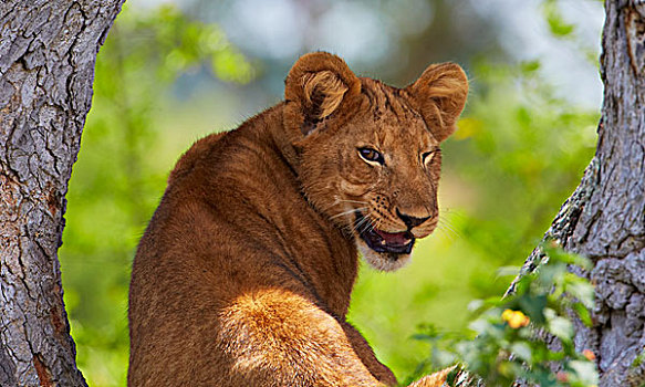 非洲狮,狮子,幼兽,凝视,大树,伊丽莎白女王国家公园,乌干达