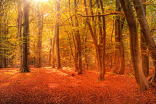 美景,图像,树林,遮盖,秋天,秋色,对比,绿色,橙色,褐色,金色