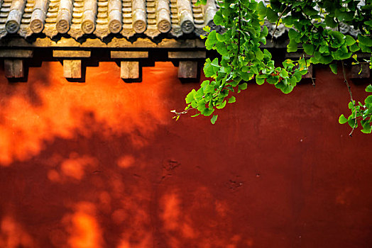 少林寺红墙银杏