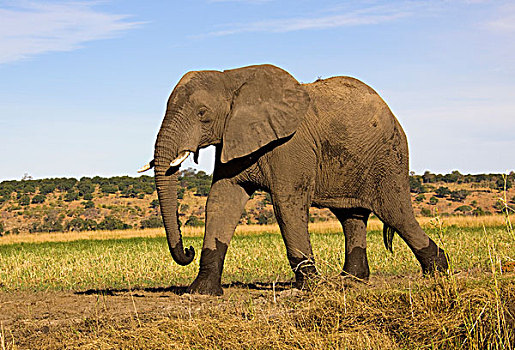 非洲,大象,寇柏河,乔贝国家公园,萨维提,博茨瓦纳