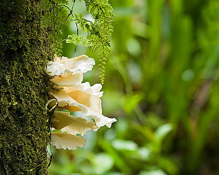 蘑菇,树干