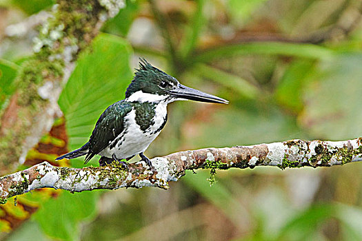 亚马逊河,翠鸟,栖息,枝条,靠近,河,亚马逊地区,厄瓜多尔