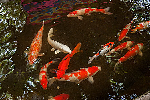 池塘里的红色鲤鱼