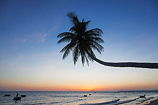 越南,美尼,海滩,棕榈树,日落
