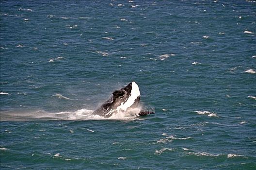 南露脊鲸,湾,南非,非洲