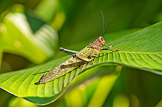 蝗虫,栖息,叶子,雨林,哥斯达黎加,中美洲