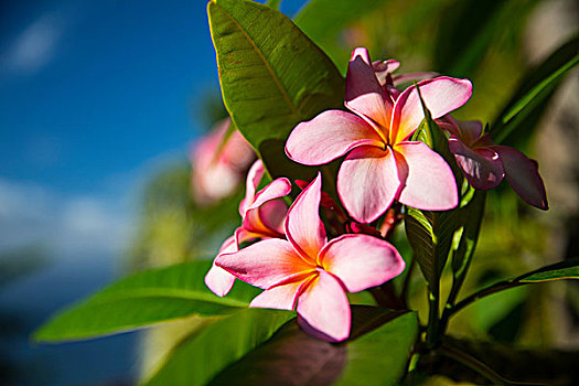 特写,热带,粉花,留尼汪岛