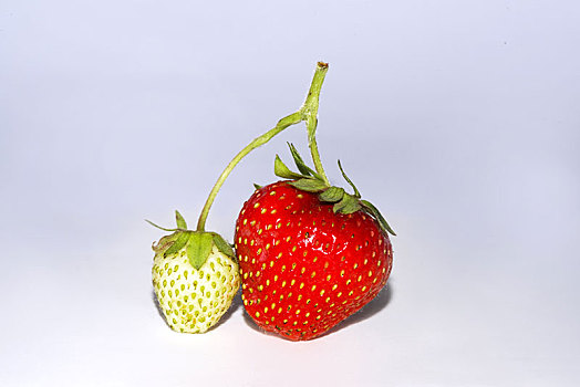 新鲜,草莓,草莓属,不熟,成熟,白色背景,棚拍