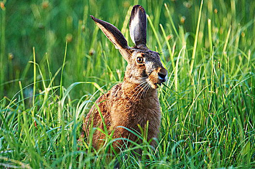 野兔,欧洲野兔,布尔根兰,奥地利,欧洲