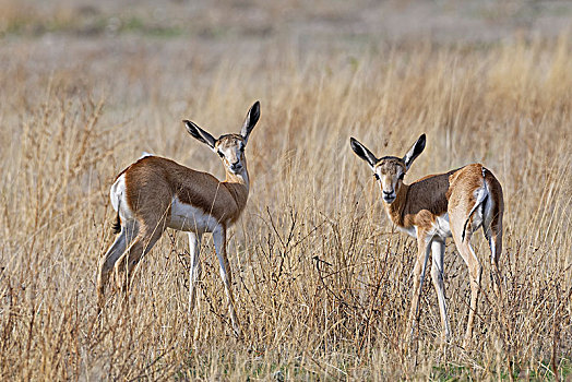 幼兽,跳羚,高,干草,埃托沙国家公园,纳米比亚,非洲
