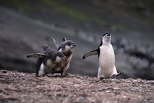 南极半岛,欺骗,帽带企鹅,食物,追逐