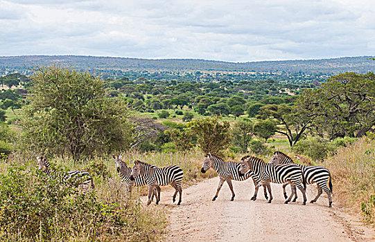 坦桑尼亚,塔兰吉雷国家公园,斑马,丛林,自然保护区,野生动物