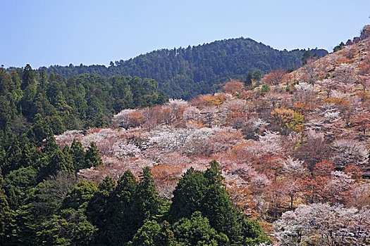 樱花,山