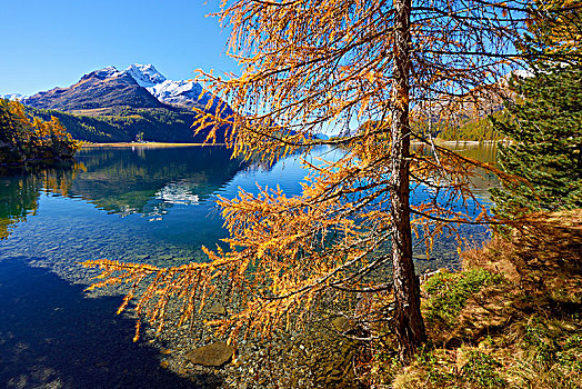 落叶松属植物,树林,秋色,湖,后面,恩加丁,瑞士,欧洲