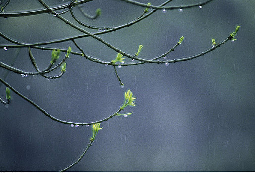 春天,雨