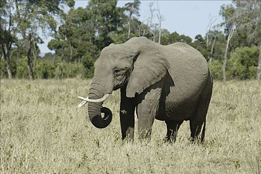 非洲,灌木,大象,非洲象,马赛马拉,肯尼亚
