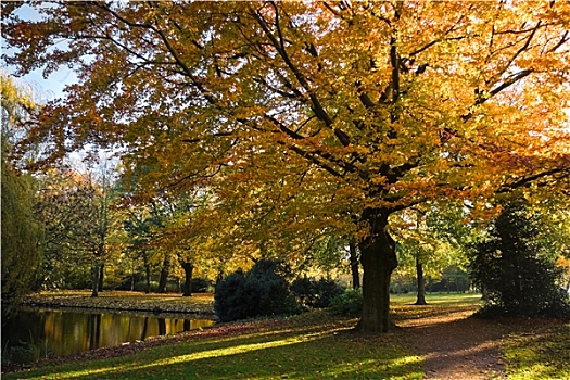 公园,秋天,金色,山毛榉树
